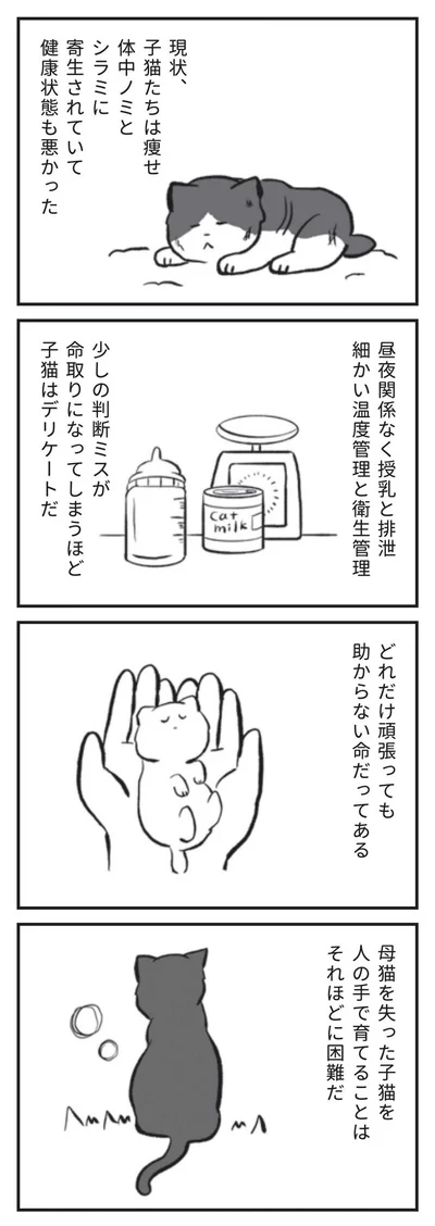 少しの判断ミスが命取りになってしまうほど子猫はデリケートだ