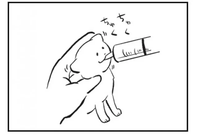 母猫を亡くした子猫たちを保護。授乳のお世話は大変だけど成長がうれしい！／たまさんちのホゴネコ（2）