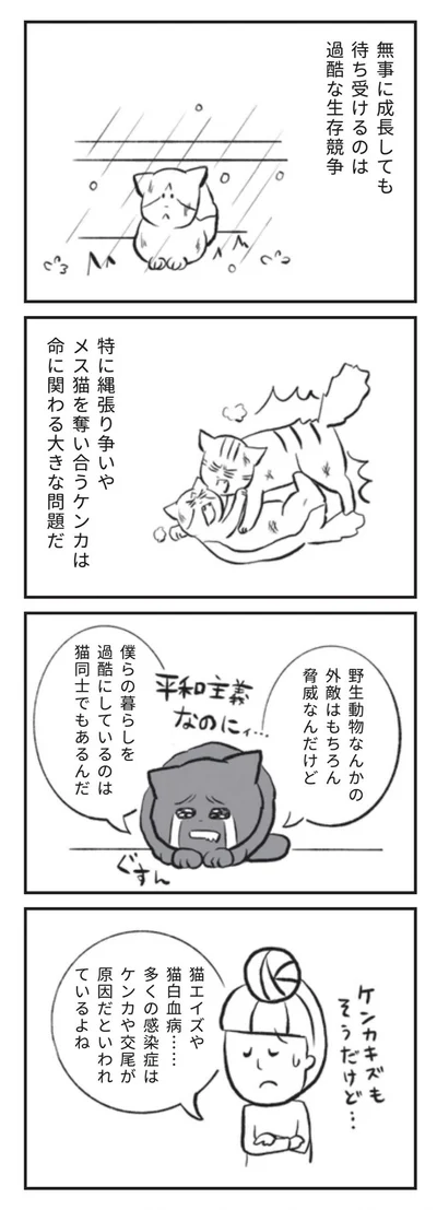 多くの感染症はケンカや交尾が原因だといわれているよね