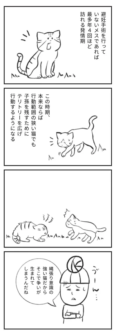 避妊手術を行っていないメスであれば最多年4回ほど訪れる発情期