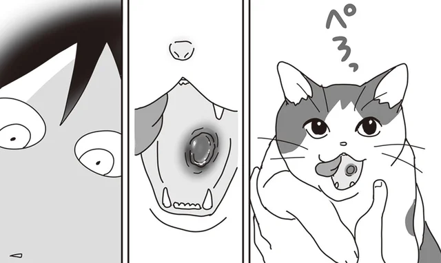 愛猫の下あごに見つけたできものは口内炎ではなくガンだった。「手術はしません…」決断した飼い主の思い