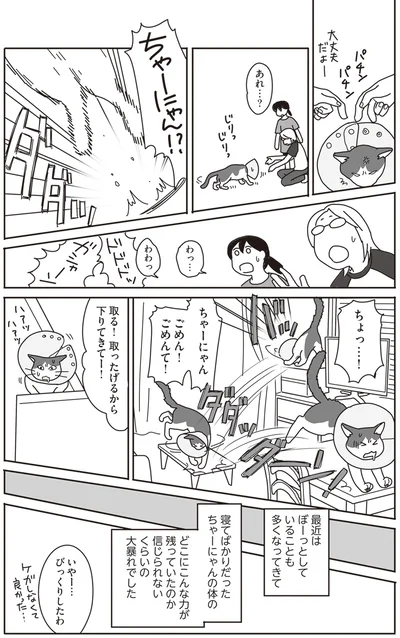 『世界一幸せな飼い主にしてくれた猫』より
