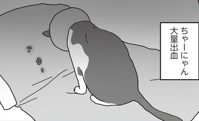 ガンと闘う愛猫と夫婦の深い絆が描かれた『世界一幸せな飼い主にしてくれた猫』愛猫を看取った著者の思い