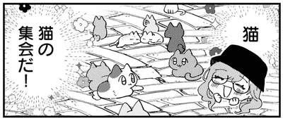 猫　猫の集会だ！