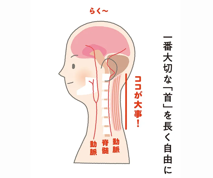 諸悪の根源は「首の後ろの筋肉」？ 全身の緊張をとるための大切な部位を知ろう！／イラスト見るだけ整体（1）