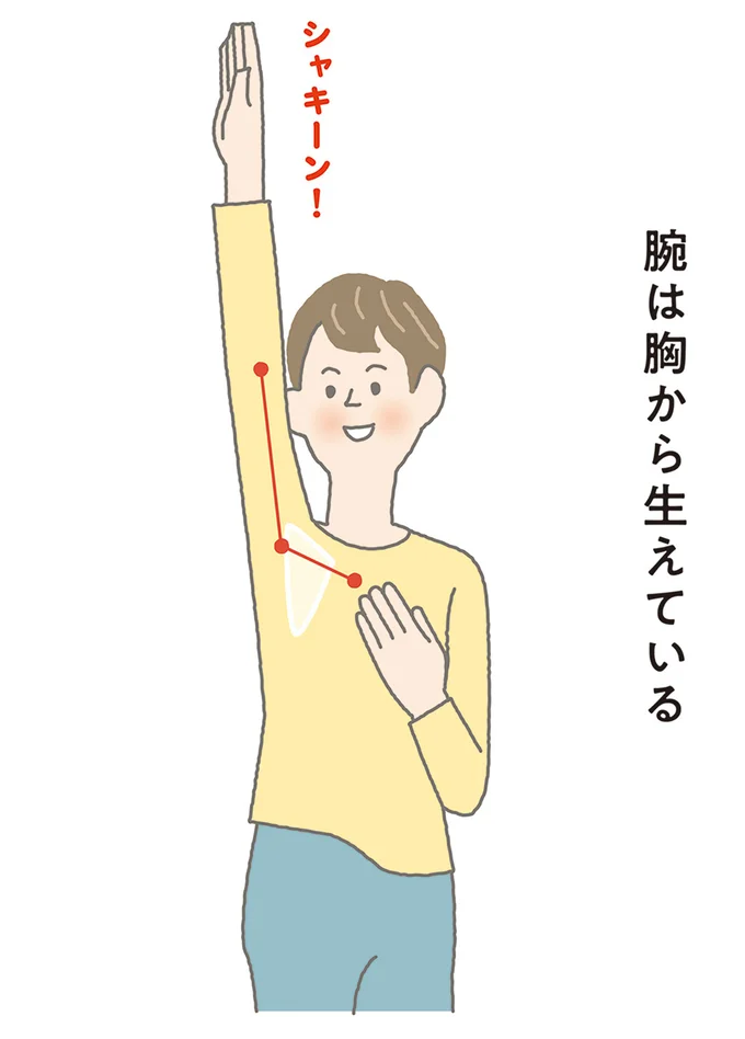 腕を胸から使うと肩の筋肉がやわらかくなる