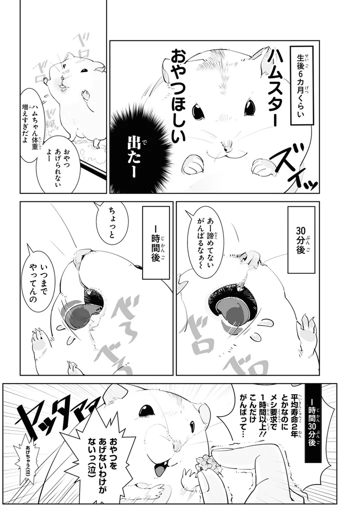 ハムスター　おやつほしい