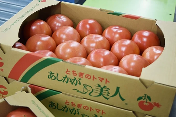 あしかが美人トマト