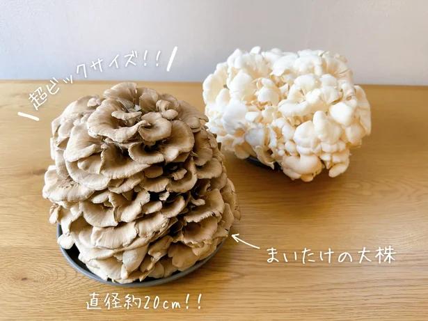 大株のサイズは直径約20cm!!
