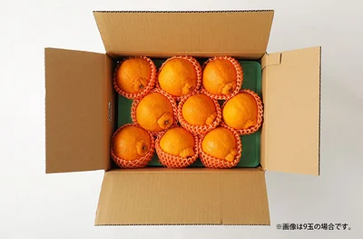不知火はふるさと納税でも人気