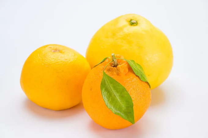 春に柑橘類を食べるなら中晩柑（ちゅうばんかん）