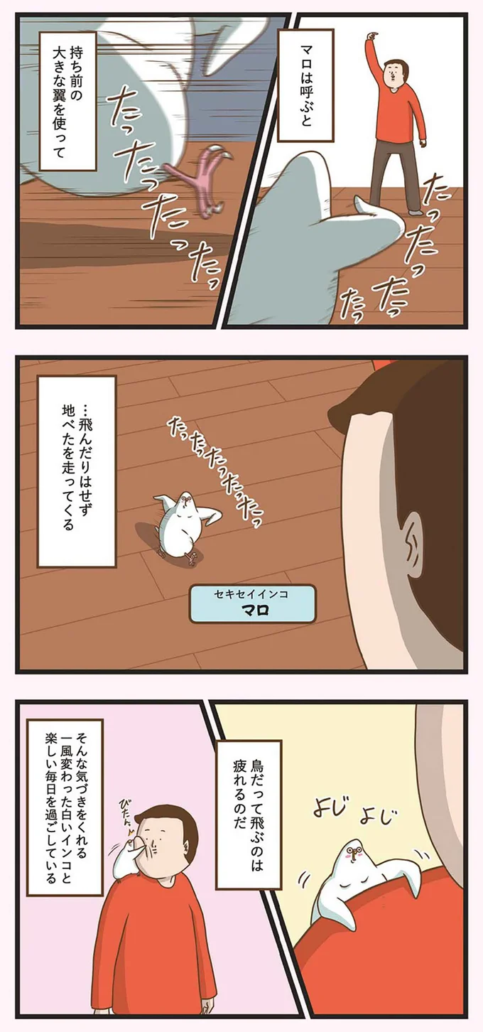 マロは呼ぶと地べたを走ってくる