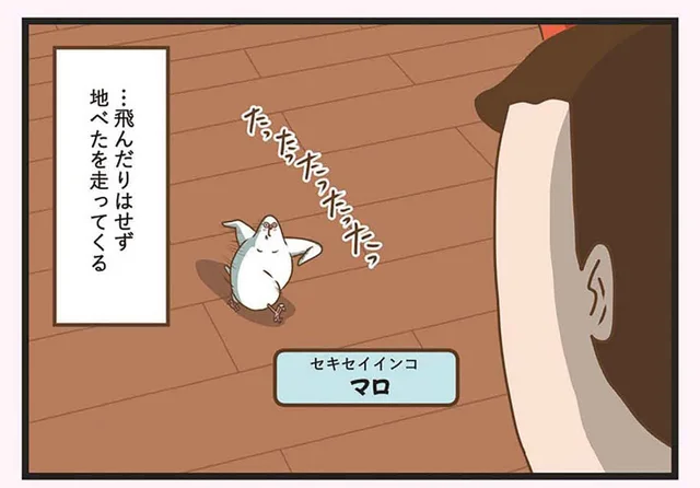 鳥も飛ぶのは疲れる？ 飼い主がペットのインコを呼んでみると／インコのましゅマロ（1）