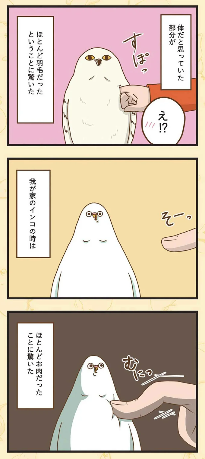 我が家のインコの時は