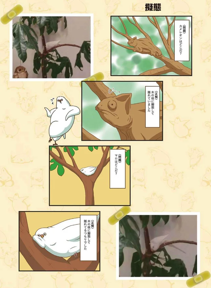 擬態