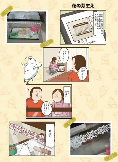 見栄か
