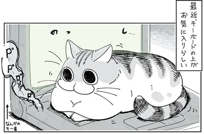 キーボードの上がお気に入りらしい