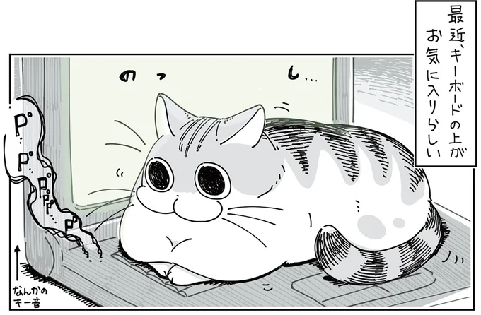 キーボードの上がお気に入りらしい