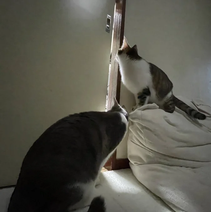 また侵入しようとしてる!? 隙間から何かを見ているツナちゃんメルちゃん▶次は猫ちゃんの可愛い日常の一コマ(⇒次へ)
