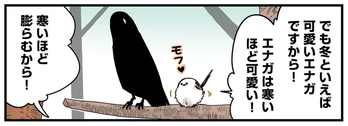 「エナガは寒いほど可愛い！」寒さが身にしみる冬に膨らむ鳥の体／永久機関シマエナガおかわり！（6）
