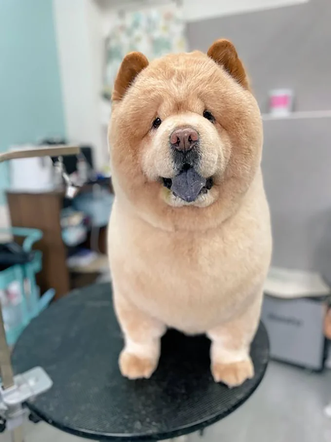 まんまるなくり蔵くん▶病院嫌いな犬を無慈悲に連れて行く…!(⇒次画像から爆笑わんこマンガが読めます)