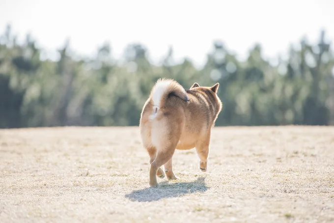 かわいいペットの後ろ姿にキュン（写真はイメージ）