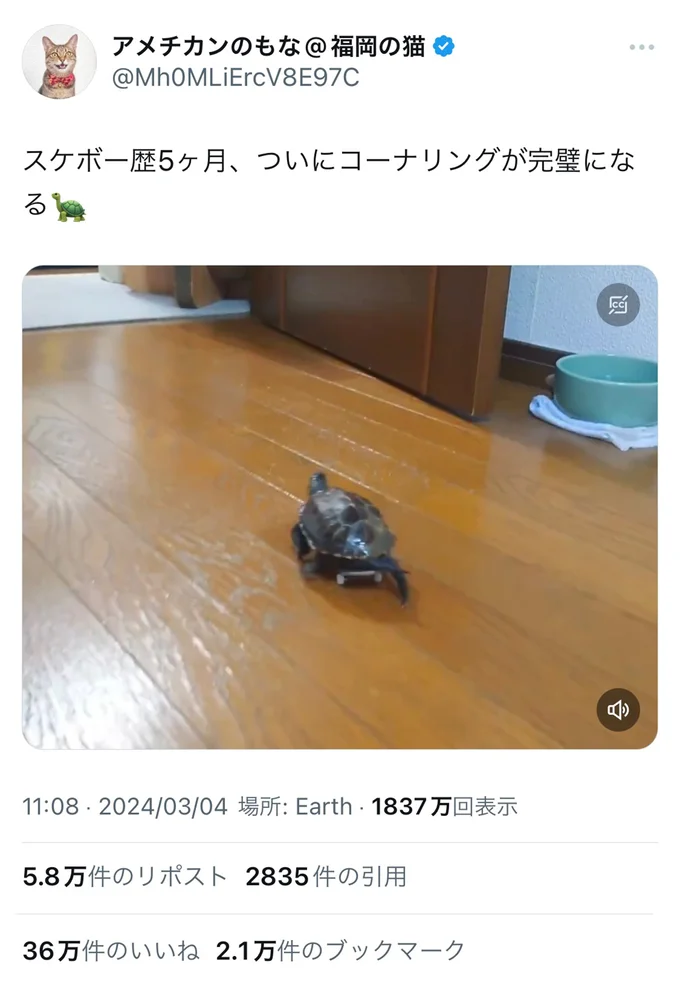 スケボー歴5か月にして乗りこなすクサガメ軍曹くん。コーナリングが完璧!▶スケボー歴4か月のころと比較すると…(⇒次へ)