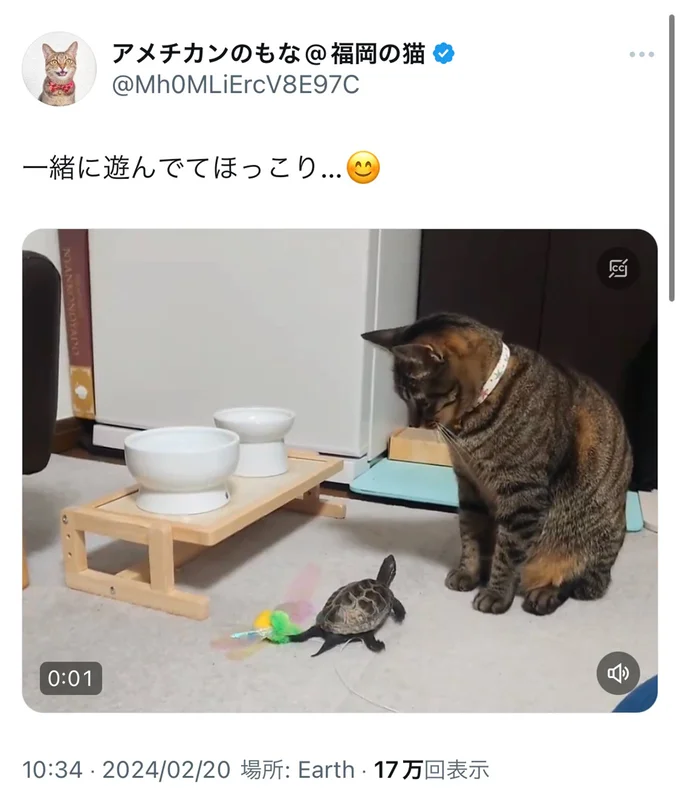  猫のもなちゃんと仲良し▶︎次はスケボーに乗る瞬間（⇒次へ）