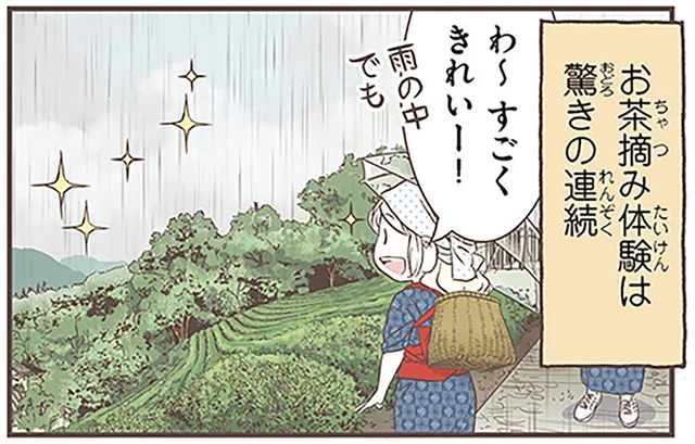 紅茶も緑茶もウーロン茶も元は全部同じ葉っぱ！発見がいっぱいのお茶摘み体験／北欧女子オーサが見つけた日本の不思議3（2）