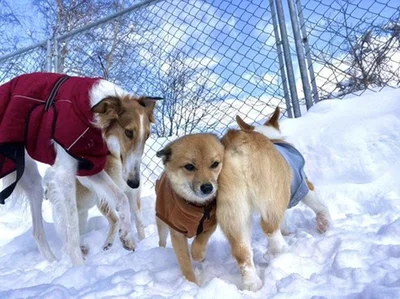 コーギーのおしりで暖を取っている様子▶かわいすぎ！雪国ならではのワンコの姿（⇒次へ）