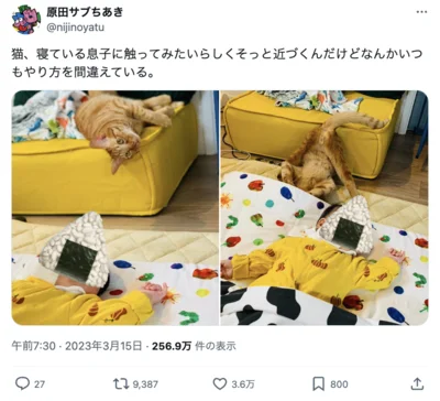 寝ている息子に触ってみたい猫