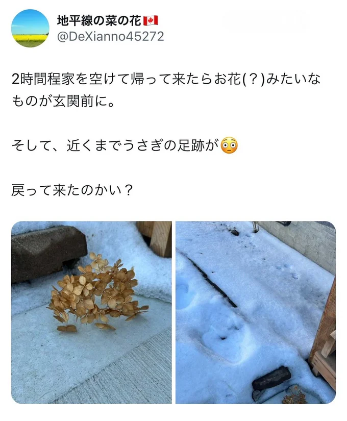 近くにうさぎの足跡。これはうさぎの置き土産なのかも！？▶次は夏のうさぎに思いを馳せるポスト（⇒次へ）