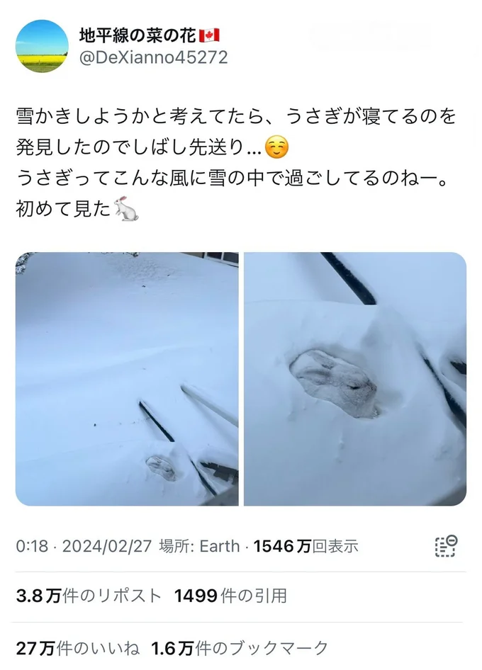 27万いいねが殺到したポスト。見つけたのはなんと野生の雪うさぎ▶このうさぎの正体は？（⇒次へ）