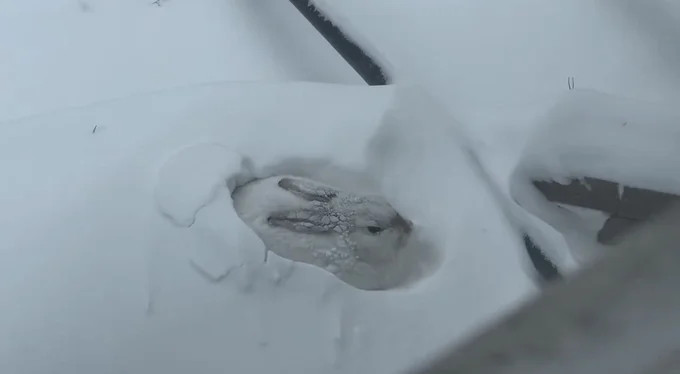 よく見ると目を開けて鼻も動いていたそう!かわいいですね!▶︎極寒の中の雪かきは本当に大変そう!(⇒次へ)