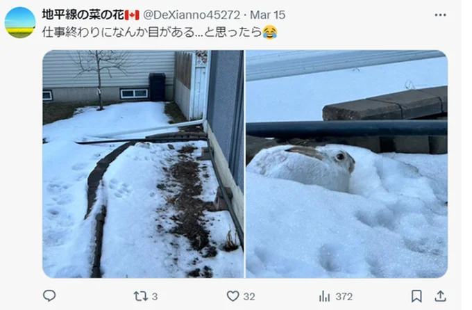 何度見ても癒される雪うさぎ▶︎別の角度から撮影されたうさぎの投稿（⇒次へ）