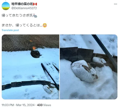 ステキすぎる野生動物たちに出会える生活▶︎SNSで12万超いいね！ハム飼いさん「あるある」満載のリアルな漫画『はむはむづくし2』は次画像から読めます（⇒次へ）