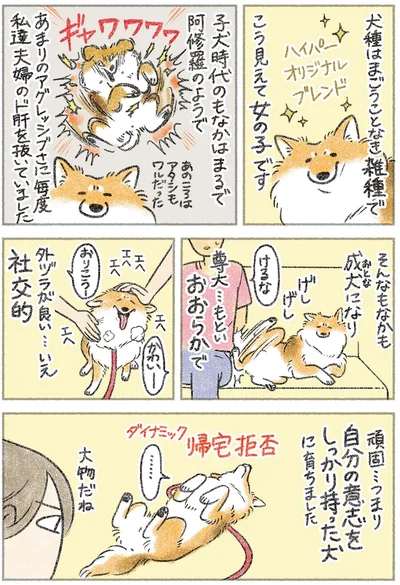 自分の意志をしっかり持った犬に育ちました