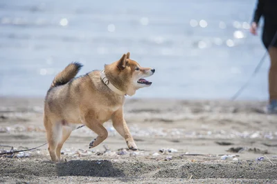 お出かけに大興奮のワンちゃん、喜びようがスゴい…！