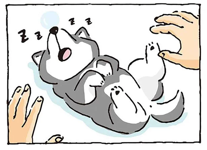 「寝たフリしとこっ」お昼寝をジャマされた柴犬の気持ち／しばんばん（15）
