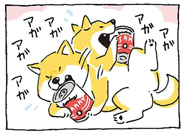 おいしそうな缶詰が目の前に！ 柴犬が欲望のままにガシガシした結果／しばんばん（16）