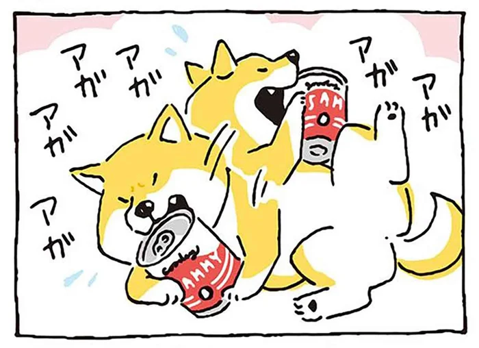 おいしそうな缶詰が目の前に！ 柴犬が欲望のままにガシガシした結果／しばんばん（16）