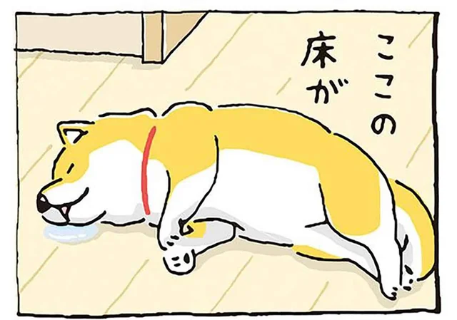 柴犬をダメにしちゃう!? 暖か～い床下暖房の威力／しばんばん（20）