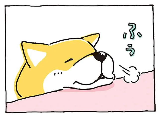 ちょうどいい高さについのせちゃう!? 無防備な柴犬が可愛すぎる／しばんばん（24）