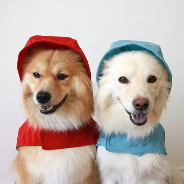 雨の日の散歩が快適だワン！ ｢雨ん歩コーデ｣が楽しめるキュートな犬用レインコート