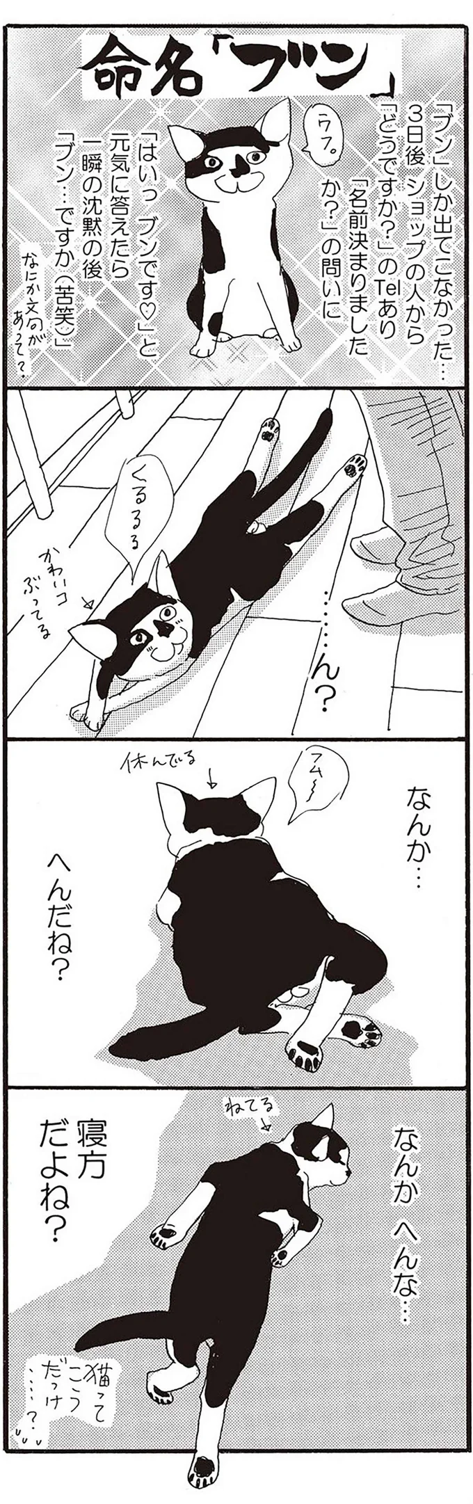 命名「ブン」