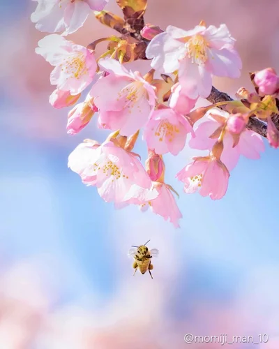 桜と共に首をかしげてこちらを見るハチ▶︎次はもみじ卍ゅうさん今年初めての万バズのポスト（⇒次へ）