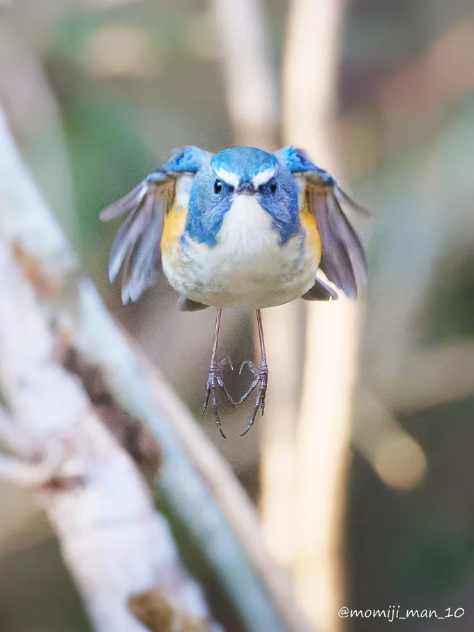 足の形がハート形になってる！▶︎もみじ卍ゅうさんは生き物の表情が感じられる写真をたくさん投稿しています（⇒次へ）