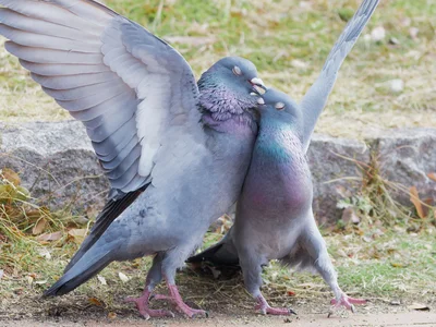 ハトの気持ちが伝わってきそうな一枚▶︎ウサギ、鳥、亀、トカゲ、ヘビ…多種多様なペット達の医療現場を描いたマンガ『珍獣のお医者さん』は次画像から読めます（⇒次へ）