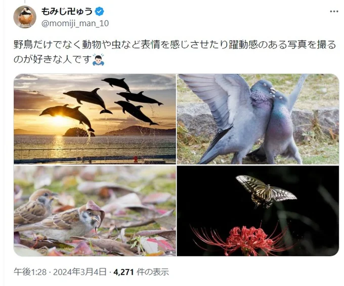 心揺さぶる写真たち▶︎イルカの写真をアップで見る(⇒次へ)