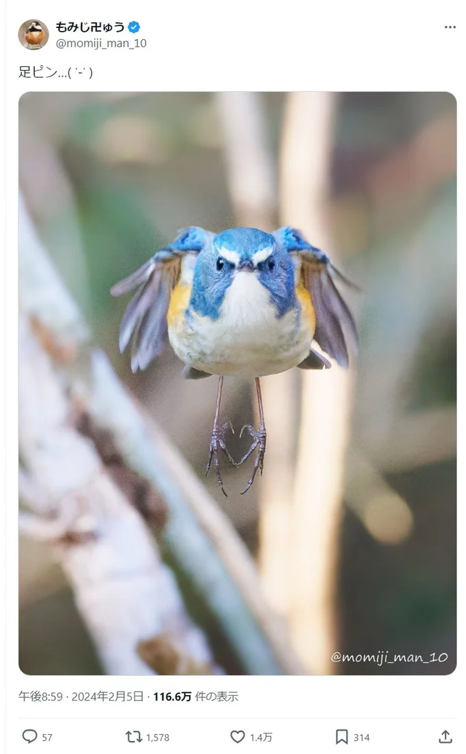 青い鳥ルリビタキの足元に注目▶︎ピンとした足元をよく見ると…（⇒次へ）